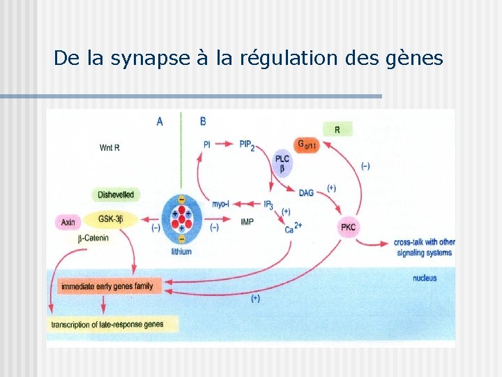 De la synapse à la régulation des gènes 