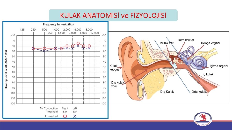 KULAK ANATOMİSİ ve FİZYOLOJİSİ 