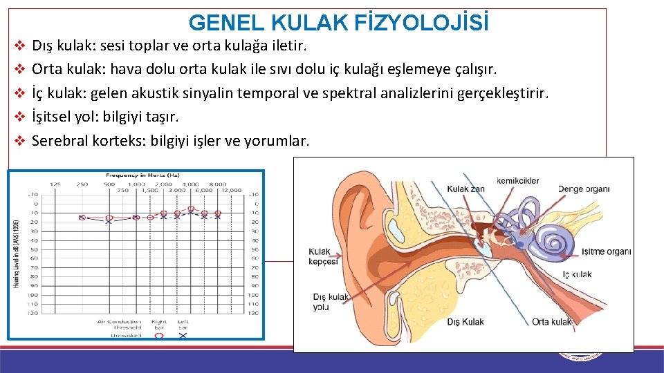 GENEL KULAK FİZYOLOJİSİ v Dış kulak: sesi toplar ve orta kulağa iletir. v Orta