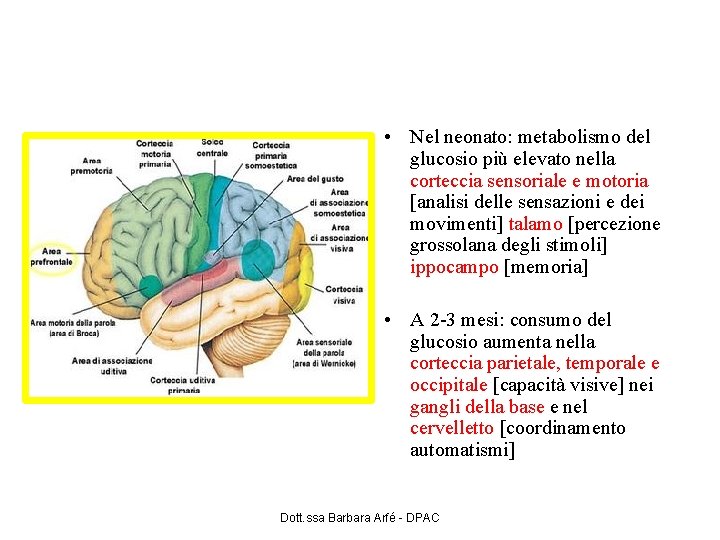 Lo sviluppo del cervello • Nel neonato: metabolismo del glucosio più elevato nella corteccia