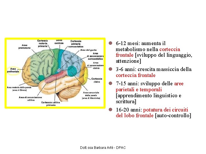 Lo sviluppo del cervello 6 -12 mesi: aumenta il metabolismo nella corteccia frontale [sviluppo