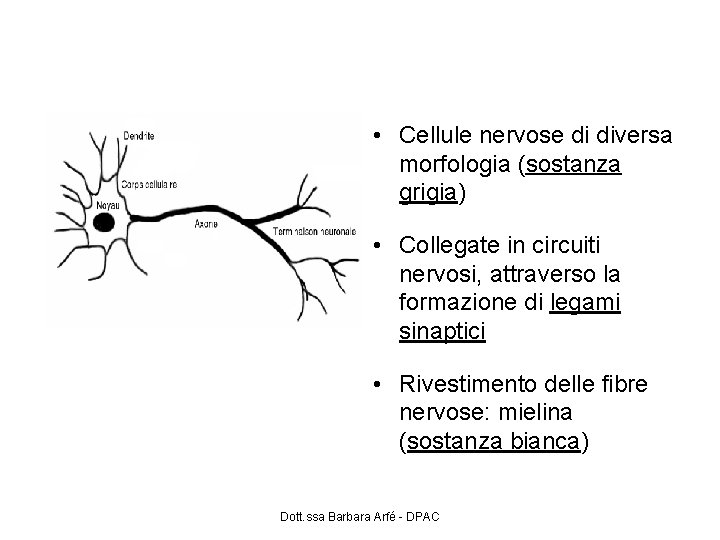 La materia del nostro cervello • Cellule nervose di diversa morfologia (sostanza grigia) •