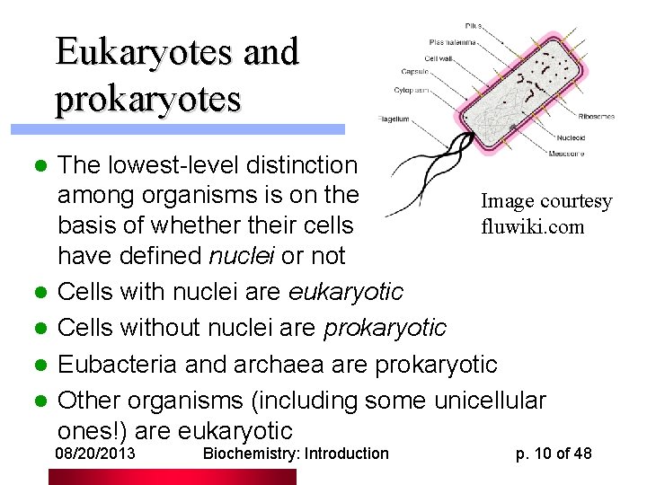 Eukaryotes and prokaryotes l l l The lowest-level distinction among organisms is on the