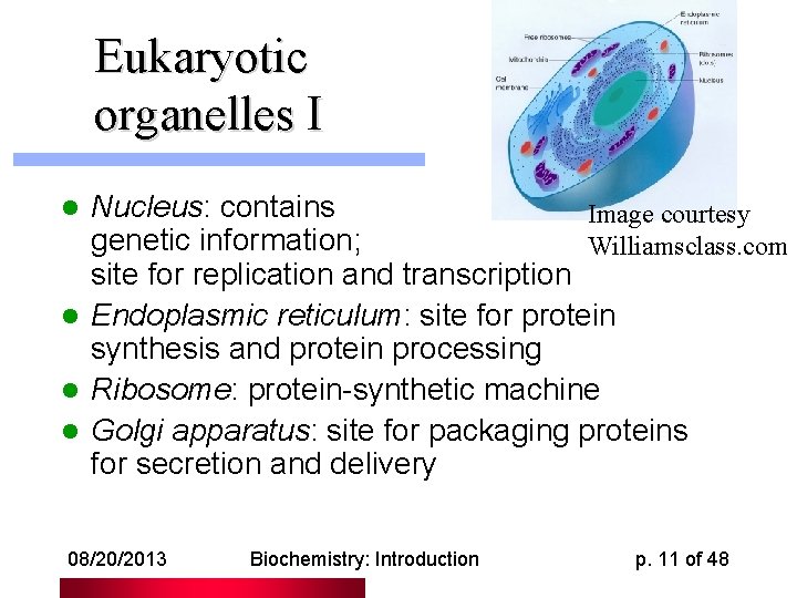 Eukaryotic organelles I Nucleus: contains Image courtesy genetic information; Williamsclass. com site for replication