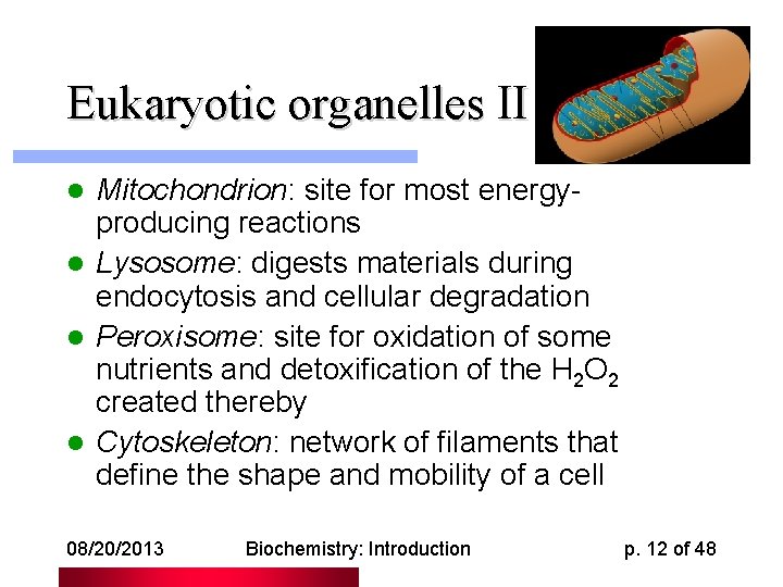 Eukaryotic organelles II Mitochondrion: site for most energyproducing reactions l Lysosome: digests materials during