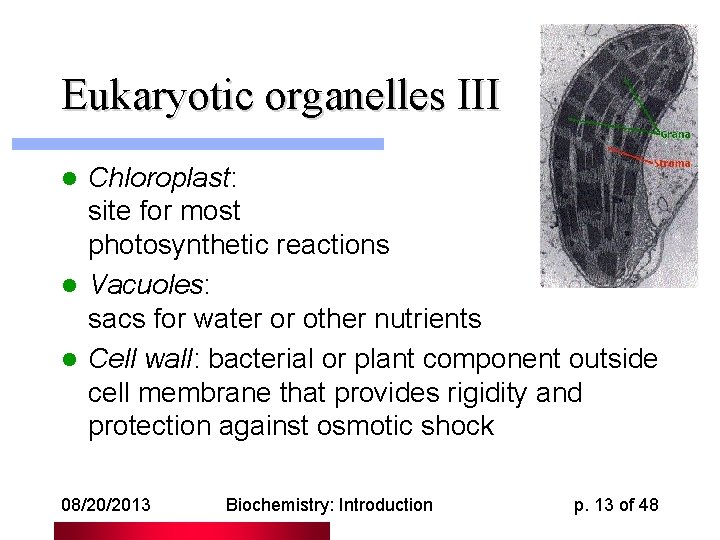 Eukaryotic organelles III Chloroplast: site for most photosynthetic reactions l Vacuoles: sacs for water