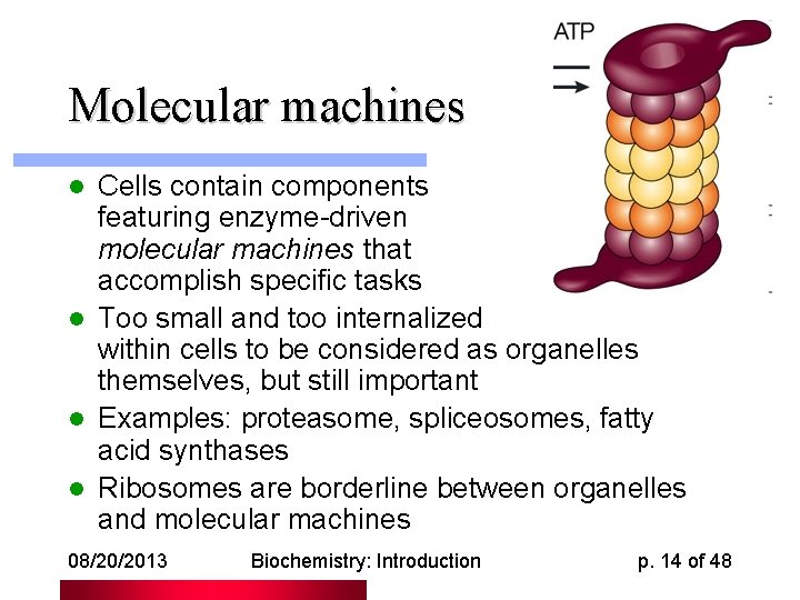 Molecular machines Cells contain components featuring enzyme-driven molecular machines that accomplish specific tasks l