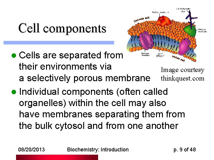 Cell components l Cells are separated from their environments via Image courtesy a selectively