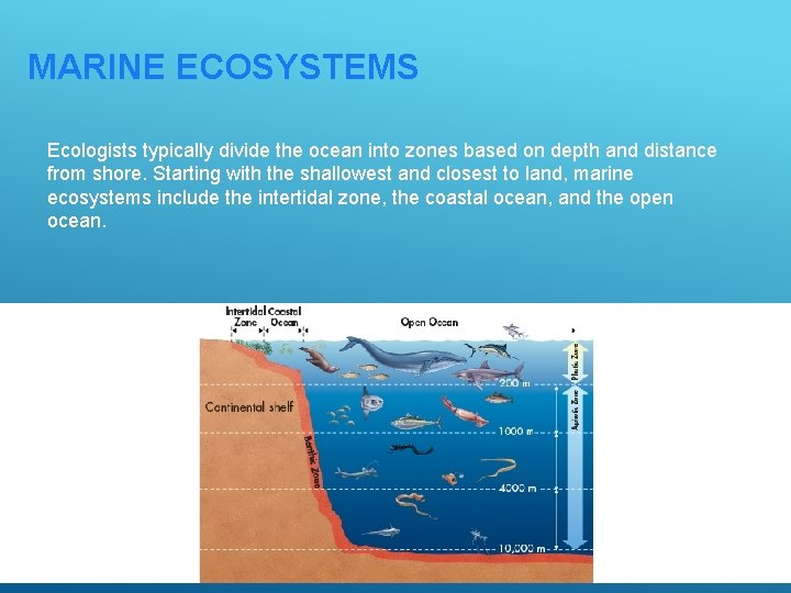 MARINE ECOSYSTEMS Ecologists typically divide the ocean into zones based on depth and distance