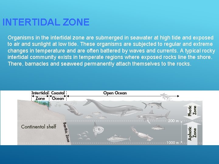 INTERTIDAL ZONE Organisms in the intertidal zone are submerged in seawater at high tide