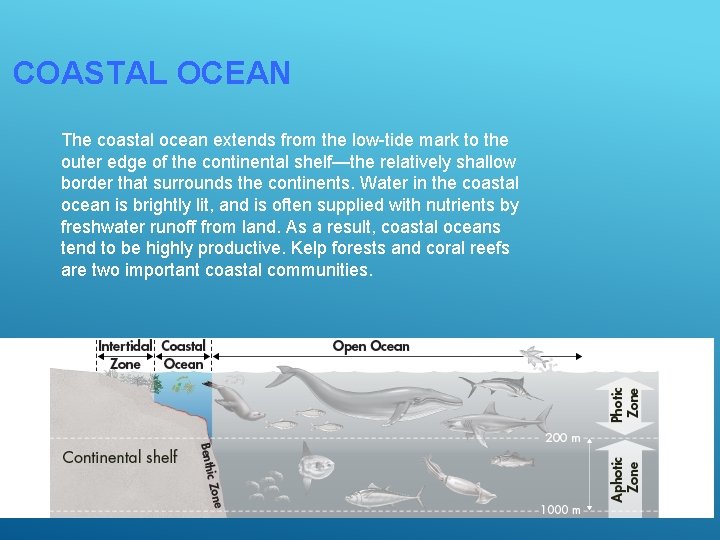COASTAL OCEAN The coastal ocean extends from the low-tide mark to the outer edge