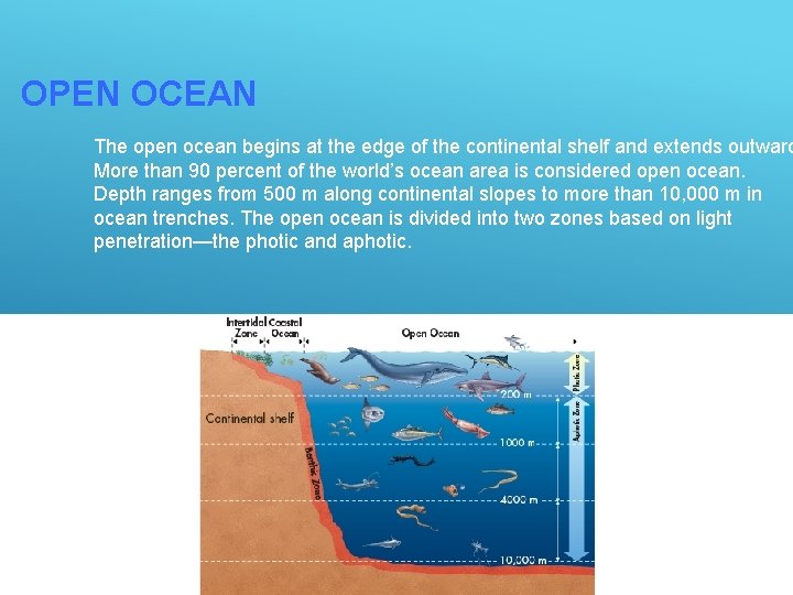 OPEN OCEAN The open ocean begins at the edge of the continental shelf and