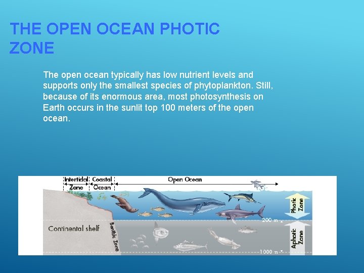 THE OPEN OCEAN PHOTIC ZONE The open ocean typically has low nutrient levels and
