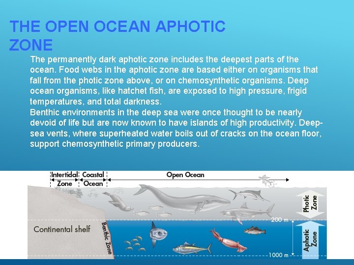 THE OPEN OCEAN APHOTIC ZONE The permanently dark aphotic zone includes the deepest parts