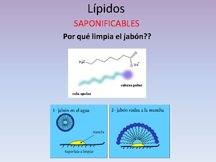 Lípidos SAPONIFICABLES Por qué limpia el jabón? ? 