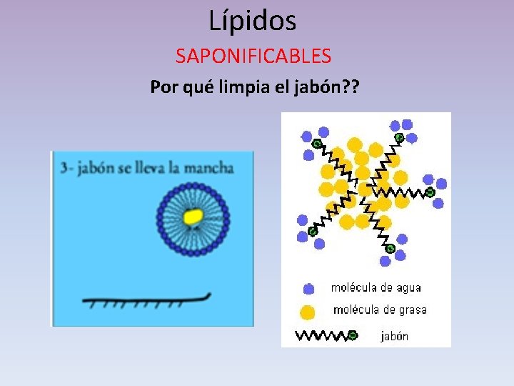 Lípidos SAPONIFICABLES Por qué limpia el jabón? ? 