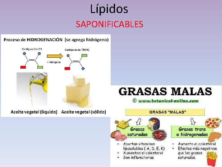 Lípidos SAPONIFICABLES 