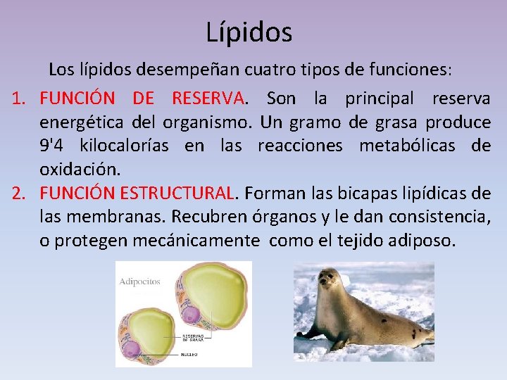 Lípidos Los lípidos desempeñan cuatro tipos de funciones: 1. FUNCIÓN DE RESERVA. Son la