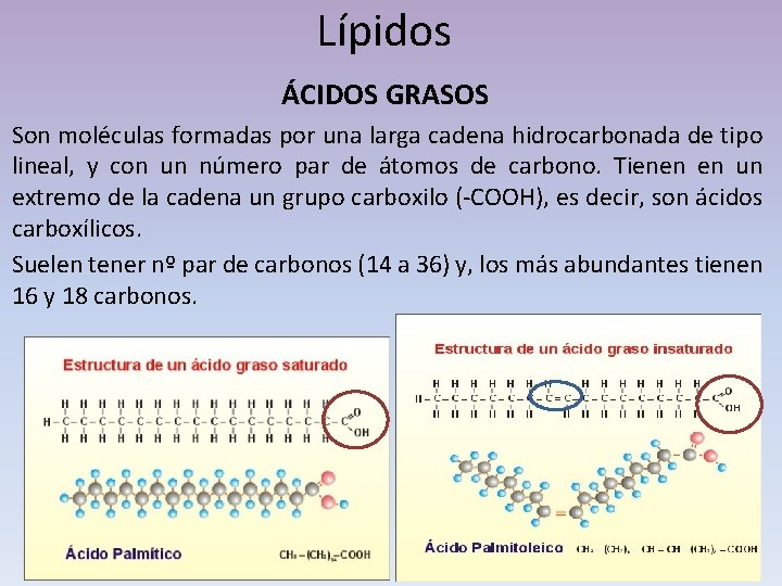 Lípidos ÁCIDOS GRASOS Son moléculas formadas por una larga cadena hidrocarbonada de tipo lineal,