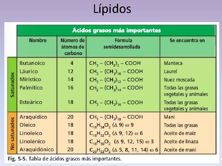 Lípidos 