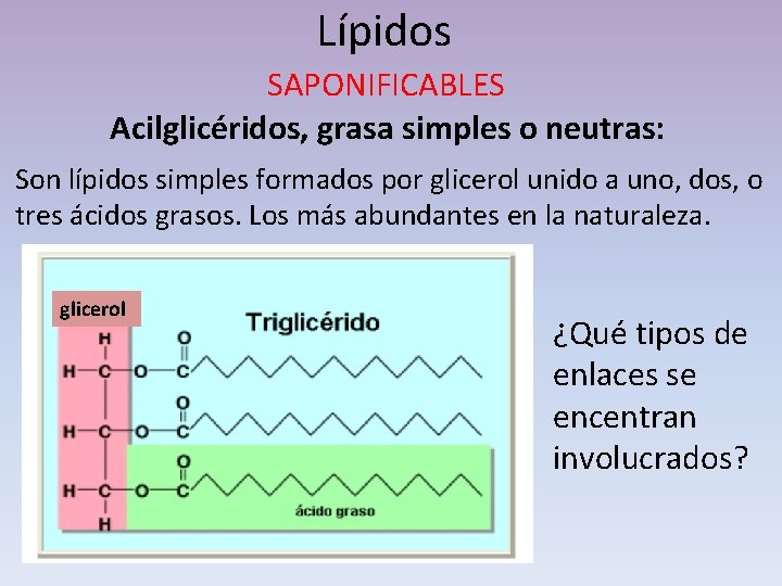 Lípidos SAPONIFICABLES Acilglicéridos, grasa simples o neutras: Son lípidos simples formados por glicerol unido