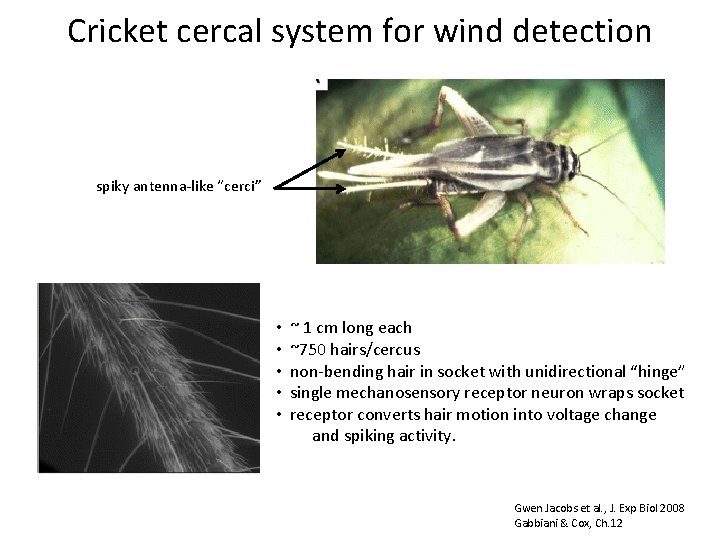 Cricket cercal system for wind detection spiky antenna-like “cerci” • • • ~ 1