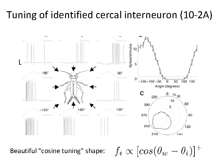Tuning of identified cercal interneuron (10 -2 A) Beautiful “cosine tuning” shape: 