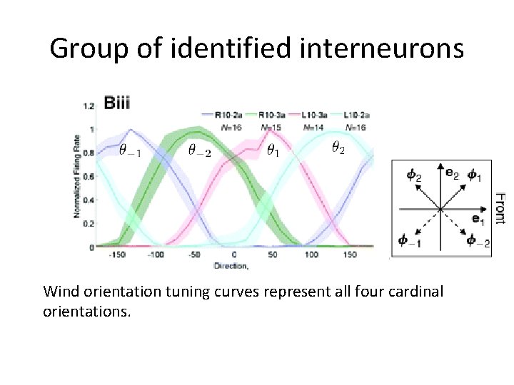 Group of identified interneurons Wind orientation tuning curves represent all four cardinal orientations. 