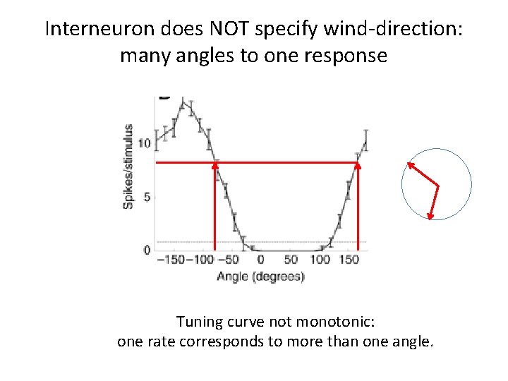 Interneuron does NOT specify wind-direction: many angles to one response Tuning curve not monotonic: