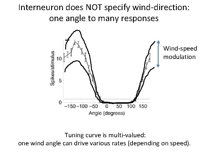 Interneuron does NOT specify wind-direction: one angle to many responses Wind-speed modulation Tuning curve