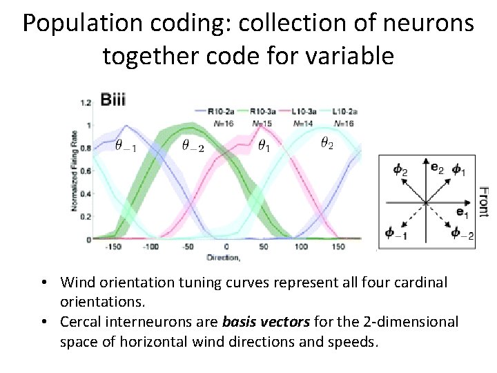 Population coding: collection of neurons together code for variable • Wind orientation tuning curves