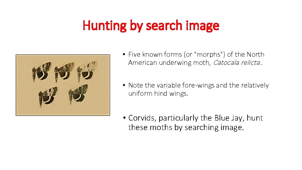 Hunting by search image • Five known forms (or "morphs") of the North American