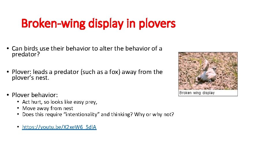 Broken-wing display in plovers • Can birds use their behavior to alter the behavior
