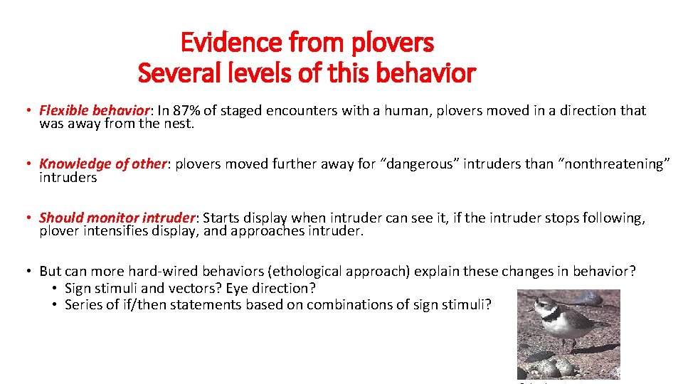 Evidence from plovers Several levels of this behavior • Flexible behavior: In 87% of