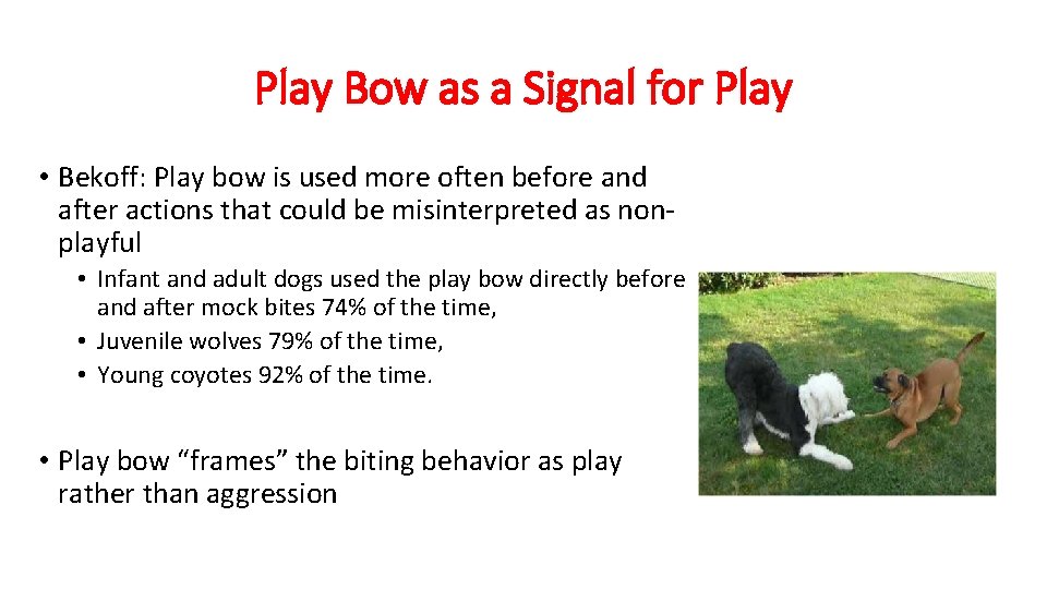 Play Bow as a Signal for Play • Bekoff: Play bow is used more