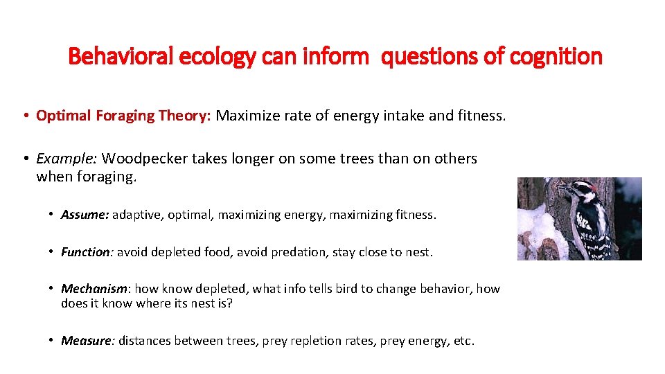 Behavioral ecology can inform questions of cognition • Optimal Foraging Theory: Maximize rate of
