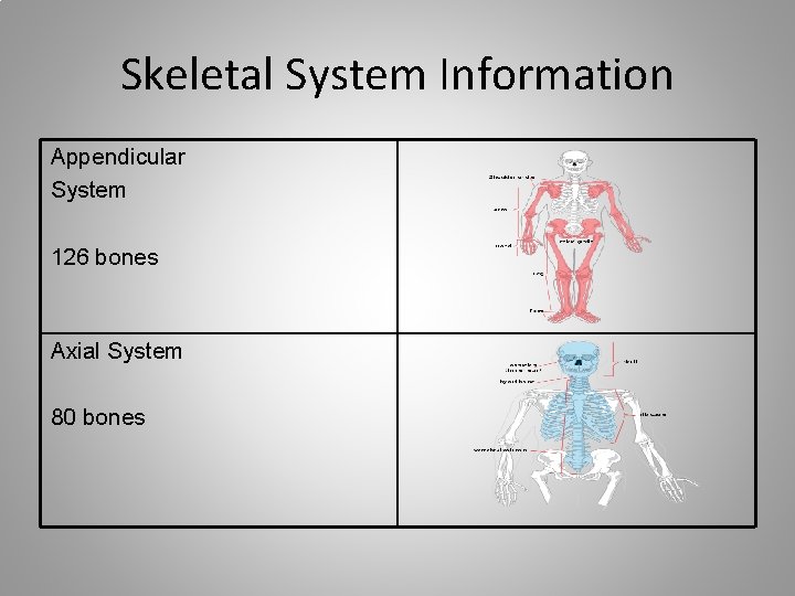 Skeletal System Information Appendicular System 126 bones Axial System 80 bones 