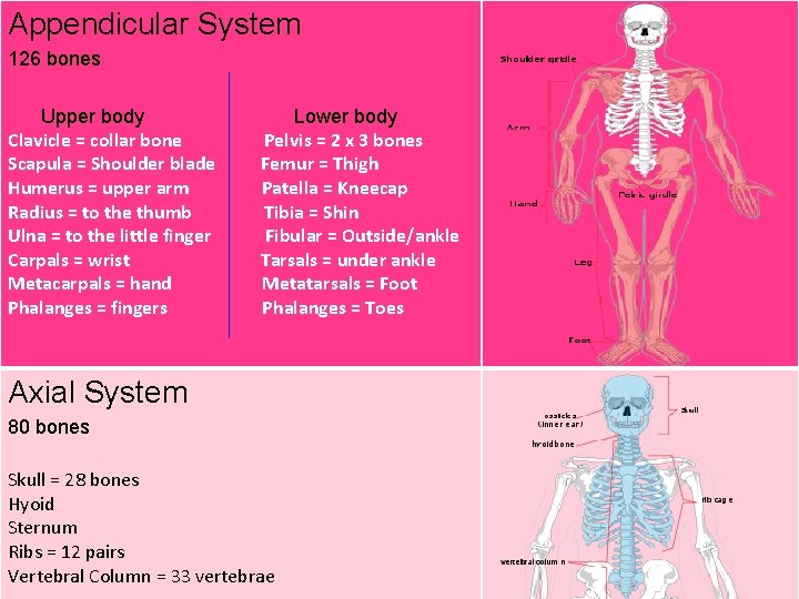 Appendicular System 126 bones Upper body Clavicle = collar bone Scapula = Shoulder blade