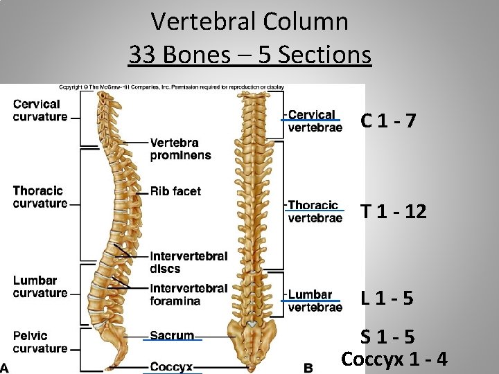 Vertebral Column 33 Bones – 5 Sections C 1 -7 T 1 - 12