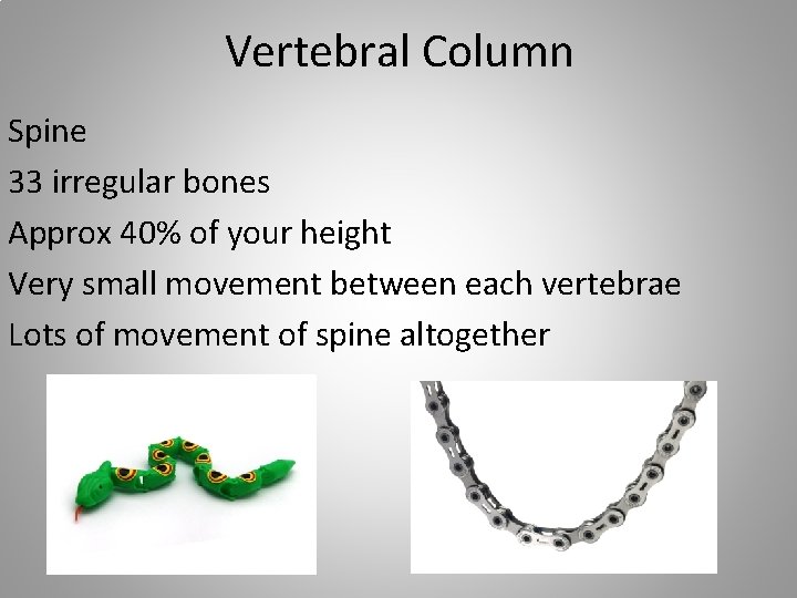 Vertebral Column Spine 33 irregular bones Approx 40% of your height Very small movement