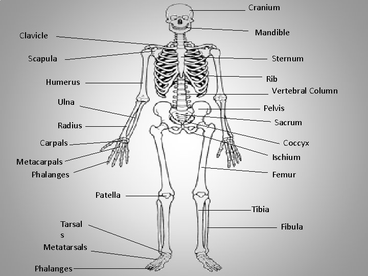 Cranium Mandible Clavicle Scapula Sternum Rib Vertebral Column Humerus Ulna Pelvis Sacrum Radius Carpals