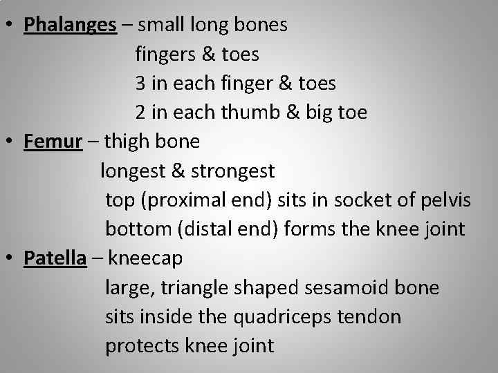  • Phalanges – small long bones fingers & toes 3 in each finger