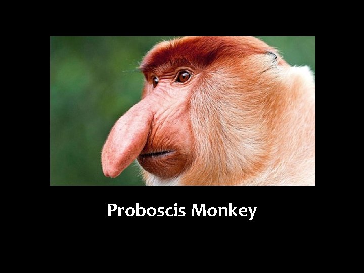 Proboscis Monkey 