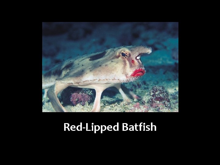 Red-Lipped Batfish 