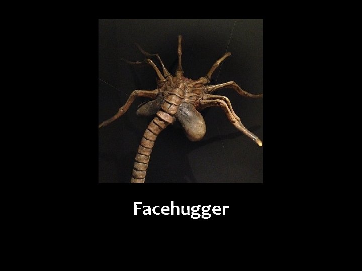 Facehugger 