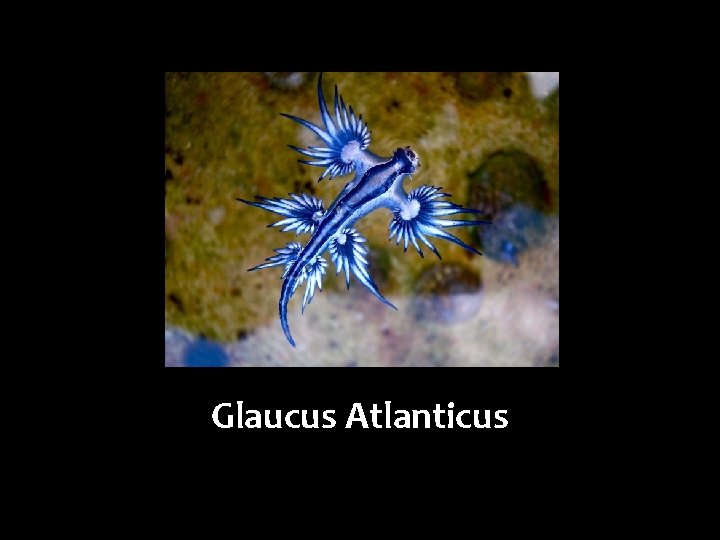 Glaucus Atlanticus 