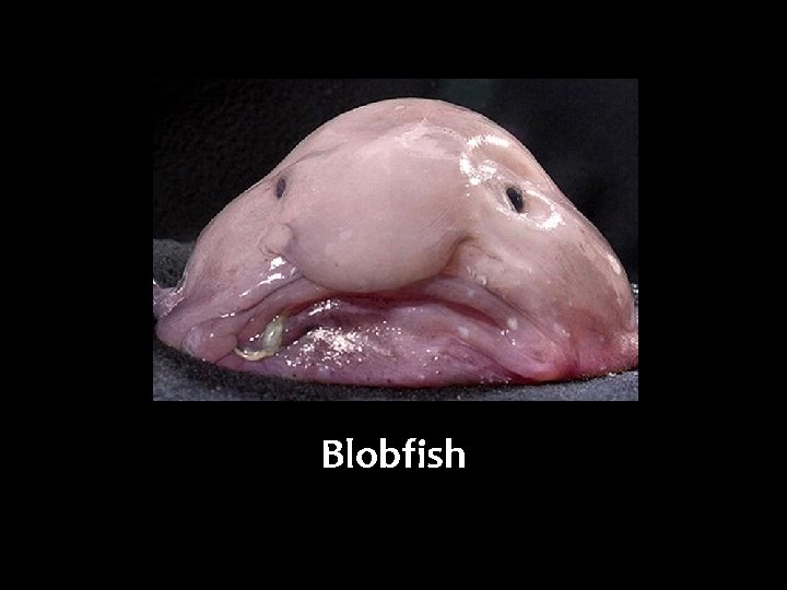 Blobfish 