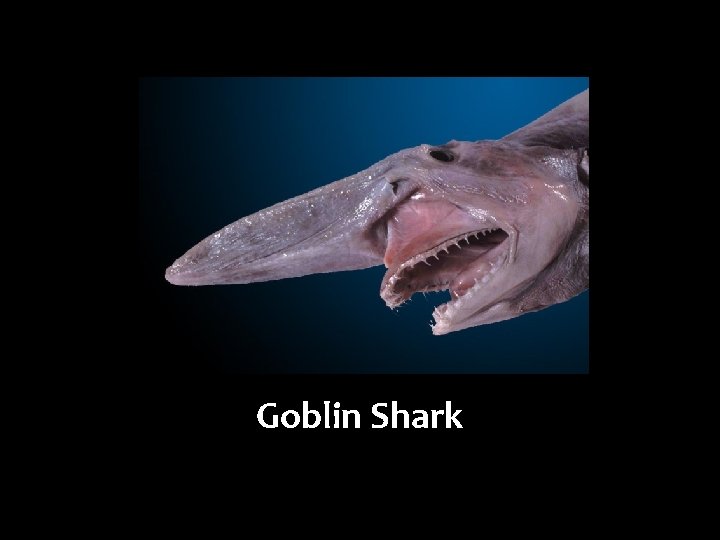 Goblin Shark 