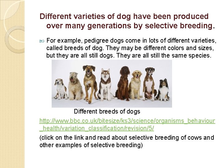 Different varieties of dog have been produced over many generations by selective breeding. For