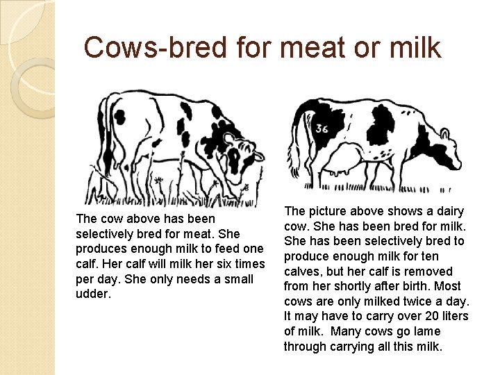 Cows-bred for meat or milk The cow above has been selectively bred for meat.